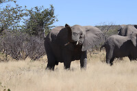 Deze olifant was naar ons aan het trompetteren
