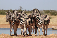 Zebra’s aan waterput