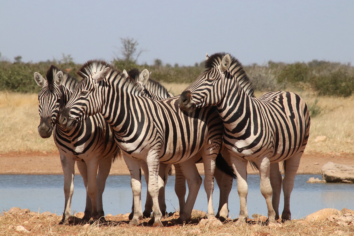 Zebra’s aan waterput