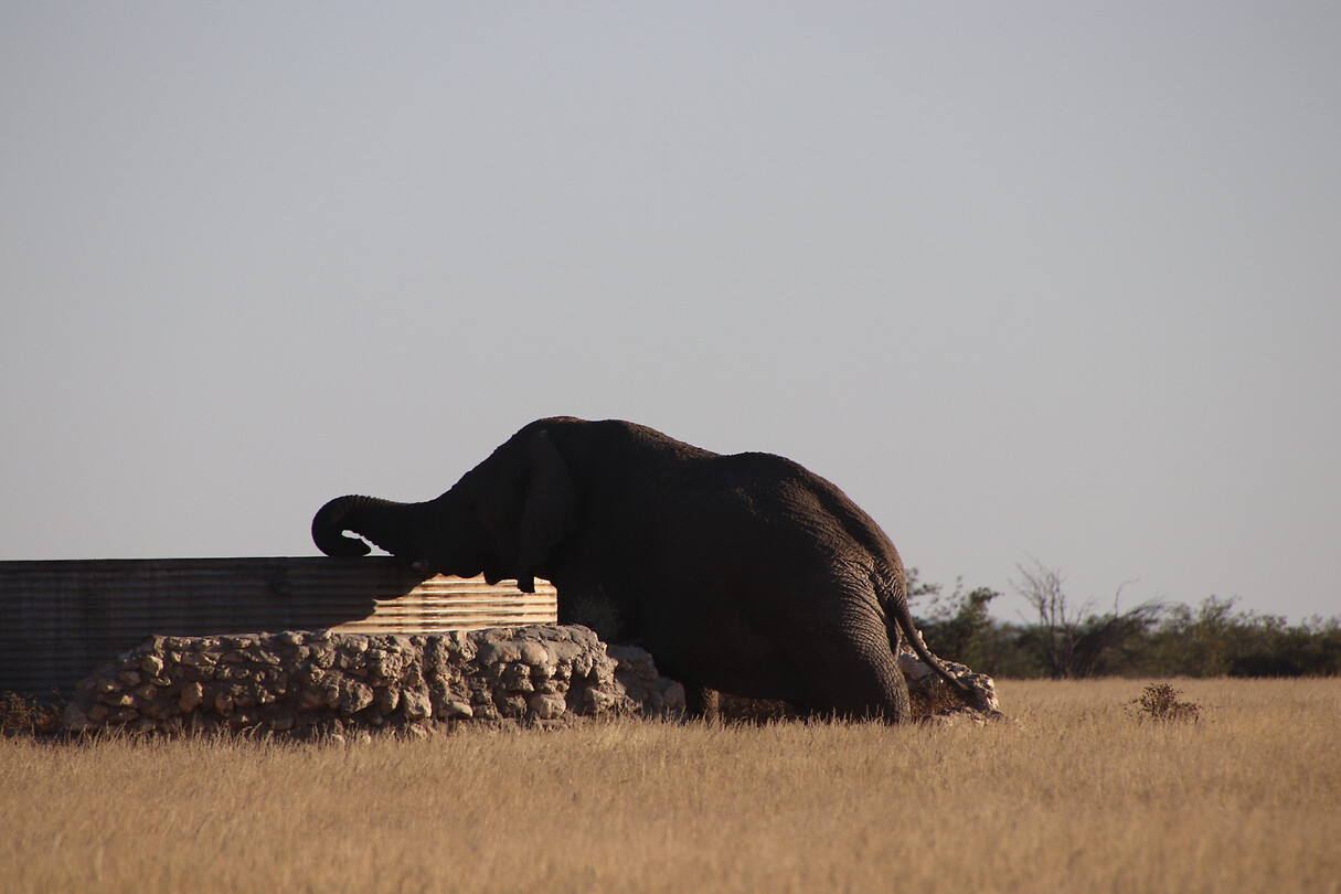 De olifant heeft grote dorst