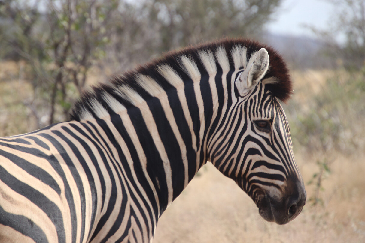 Zebra