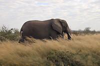 Olifant