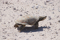 Schildpad