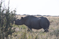 Neushoorn