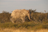 Olifant