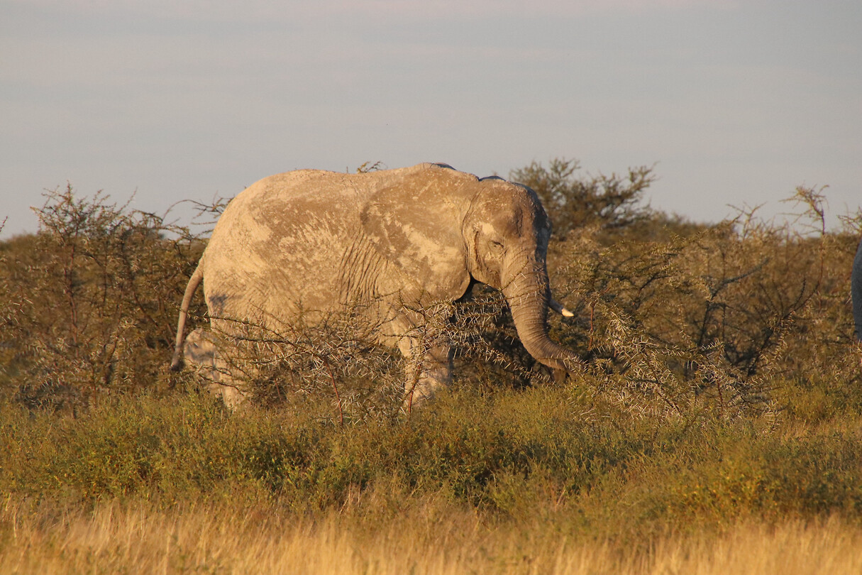 Olifant