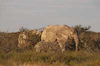 Olifant