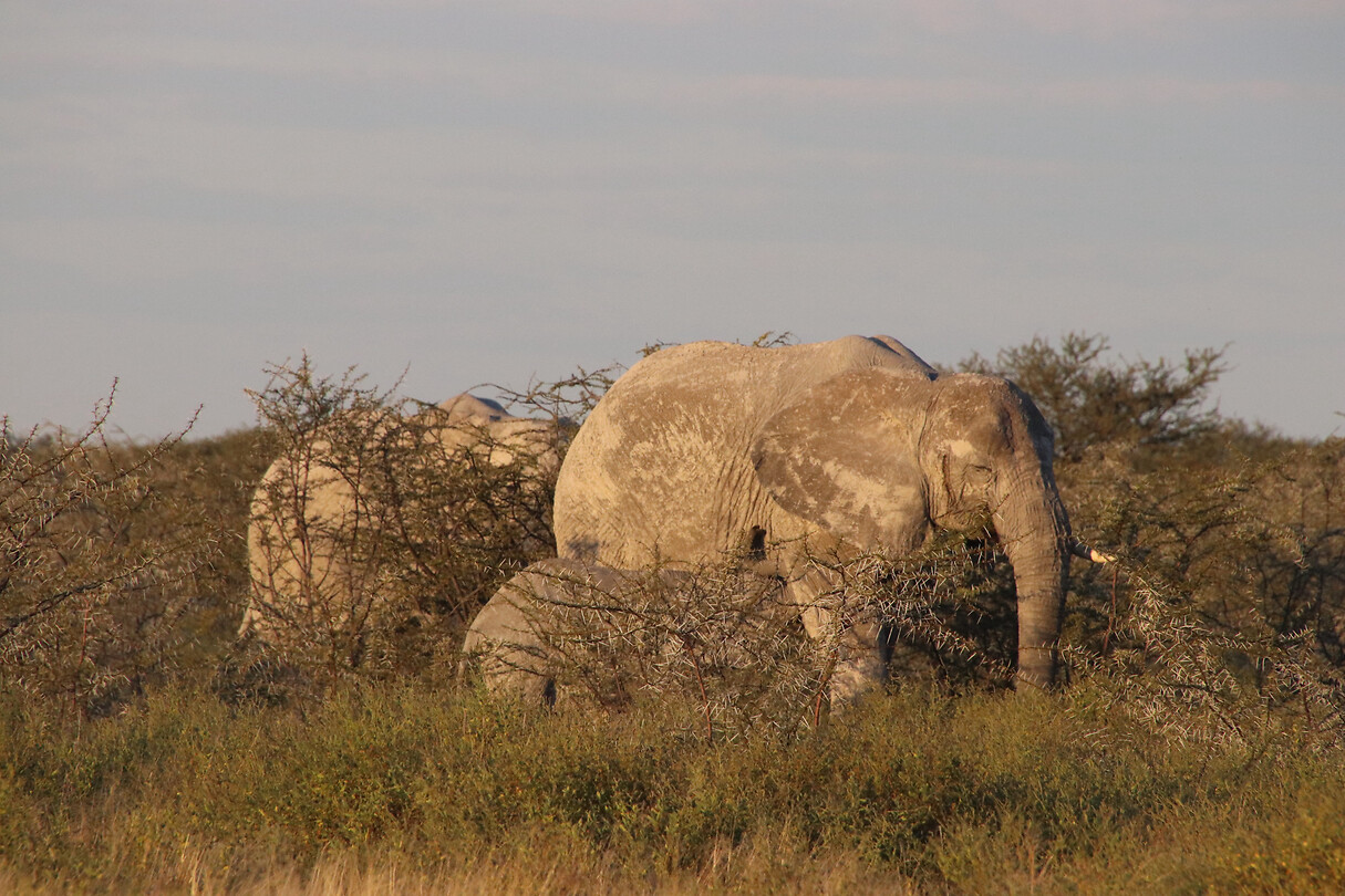Olifant