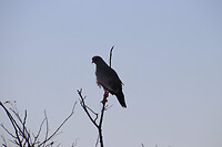 Vogel