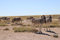 Zebra’s