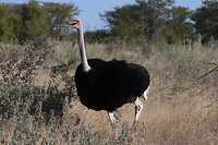 Struisvogel