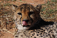 Cheeta