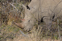 Neushoorn