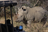 Neushoorn