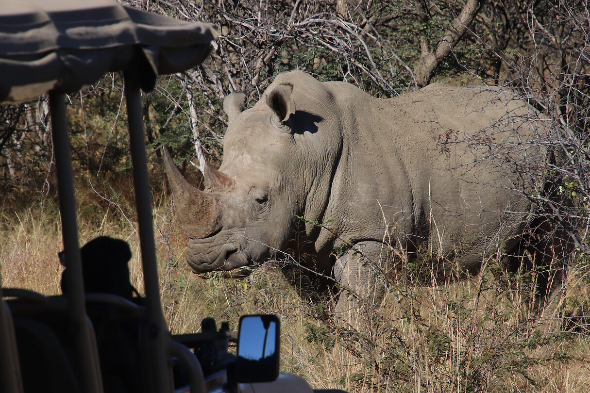 Neushoorn