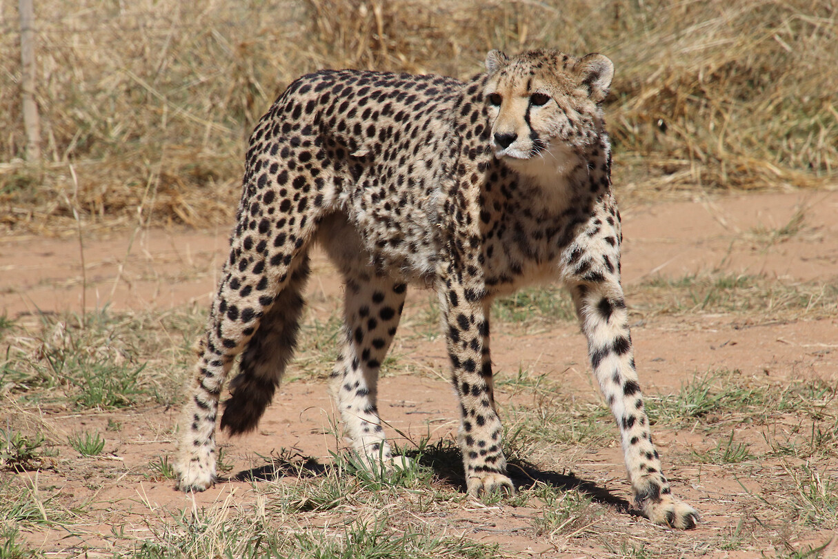 Cheeta