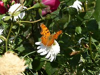 P1160253