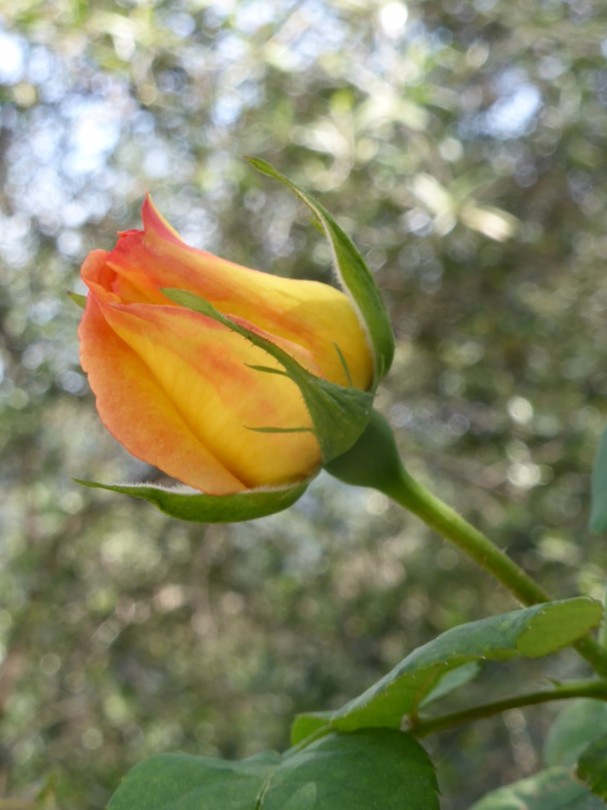 P1160263