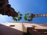 Palmboompjes.