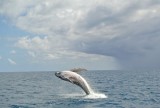 Walvis