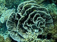 IMG_0935