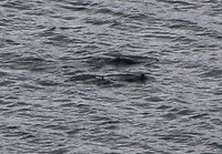 Zeehonden