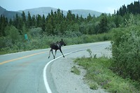 15 Eland