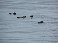 zee otters