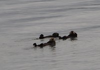 zee otters
