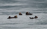 zee otters