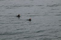 papagaaiduikers, puffins