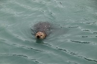 33 zeeotter inde haven