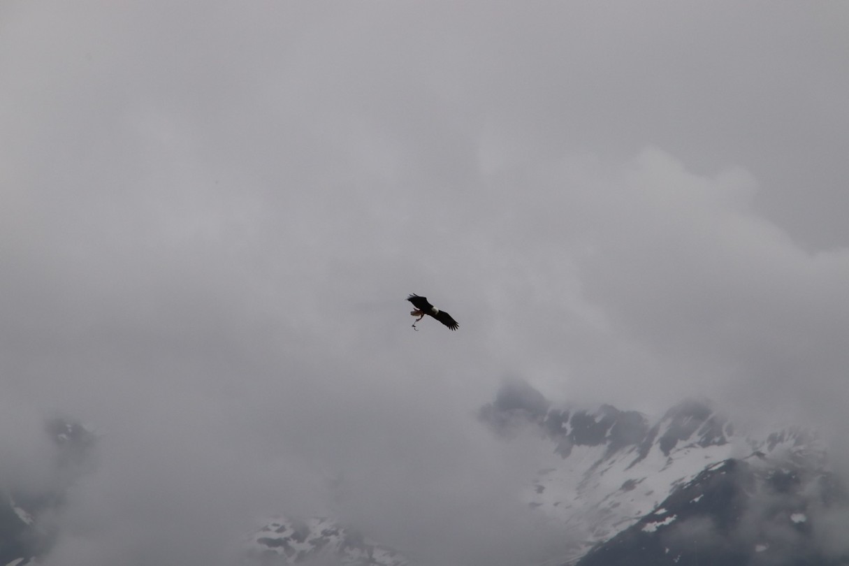 35 eagle