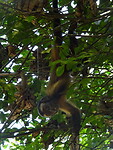 ORG_DSC06605