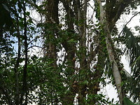 ORG_DSC06582