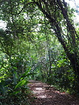 ORG_DSC06571