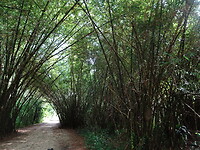 ORG_DSC06570