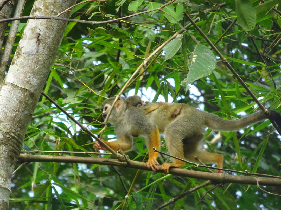 ORG_DSC06551
