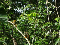 ORG_DSC06553