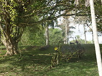 ORG_DSC06503
