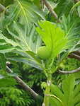 ORG_DSC06498