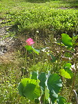 ORG_DSC06499