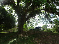 ORG_DSC06494