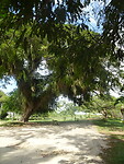 ORG_DSC06489