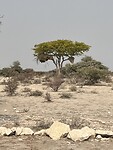 Okaukuejo