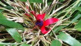 mooie bloemen