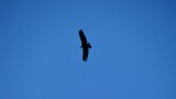 Condor cirkelent boven ons
