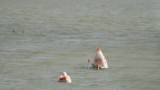 Flamingo kontjes