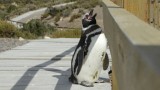 Pinguin