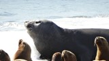 Vrouwelijke zeeolifant